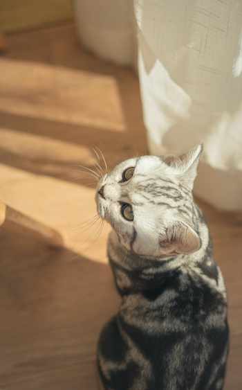 cat-image