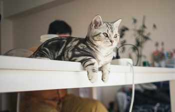 cat-image
