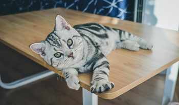 cat-image