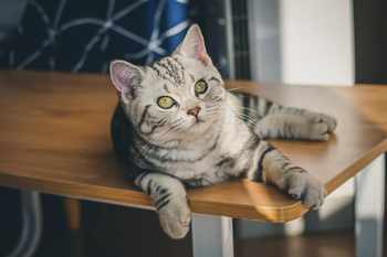 cat-image
