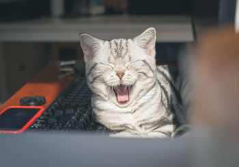 cat-image