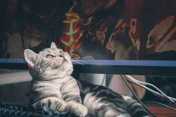 cat-image