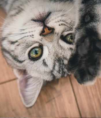 cat-image