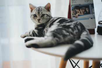 cat-image