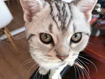 cat-image