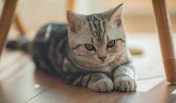 cat-image
