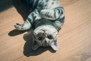 cat-image