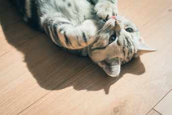 cat-image