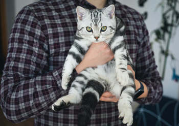 cat-image